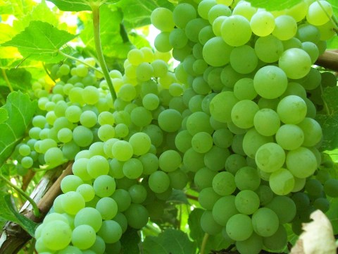 For Marc and Corrina-2012 Fruit 007